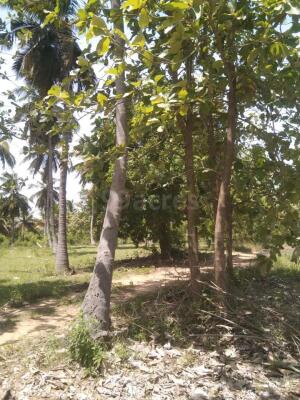 Agriculture Farm Land For Sale In Marakkanam Villupuram 1111 Sq Yard